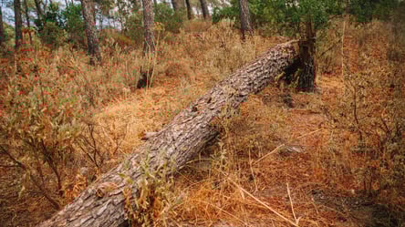 Як правильно збирати дрова в лісі, щоб не отримати штраф - 285x160