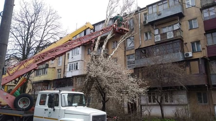 Сильний вітер повалив в Одесі понад 100 дерев: виходити на вулицю все ще небезпечно - 285x160