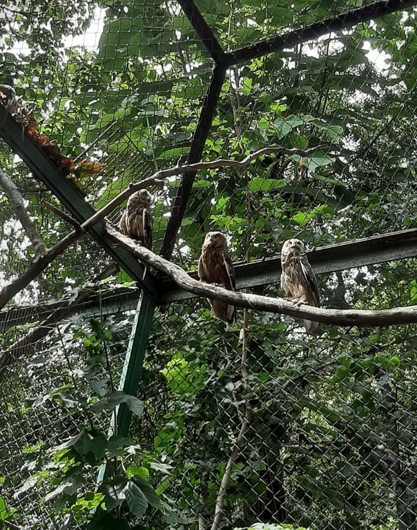 Спасенные совы. Фото: Игорь Беляков