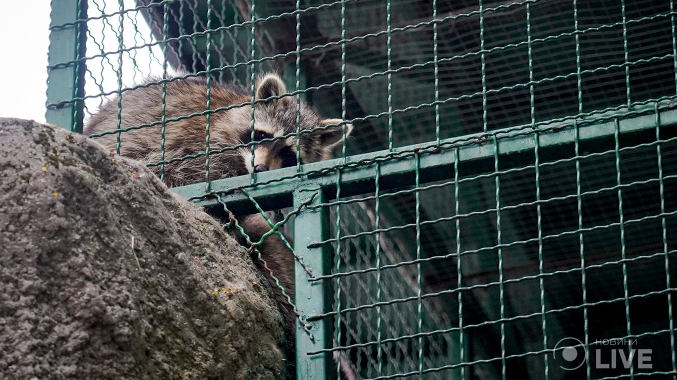 Вибух у Київському зоопарку: фото тварин, які знімають стрес від пережитого