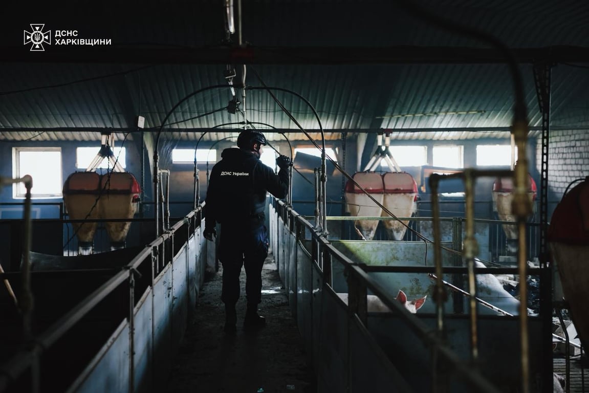 Thousands of animals killed on a farm in Kharkiv region due to drone attack - photo 3