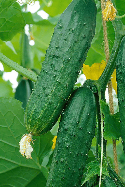 Сорт "Феникс Плюс"