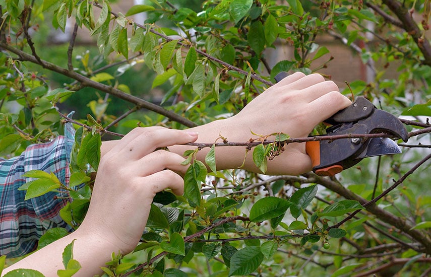 Процесс обрезки вишневого дерева