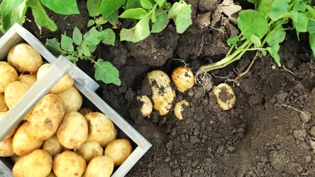 В Украине подешевел молодой картофель: сколько стоит популярный овощ - 285x160