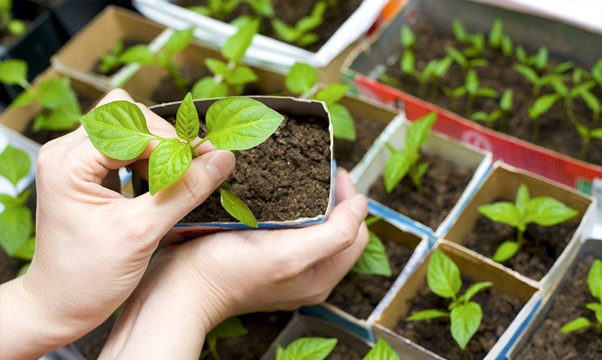 Человек, держащий астры на рассаду