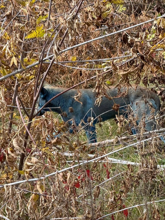 Сині собаки у Чорнобильській зоні відчуження