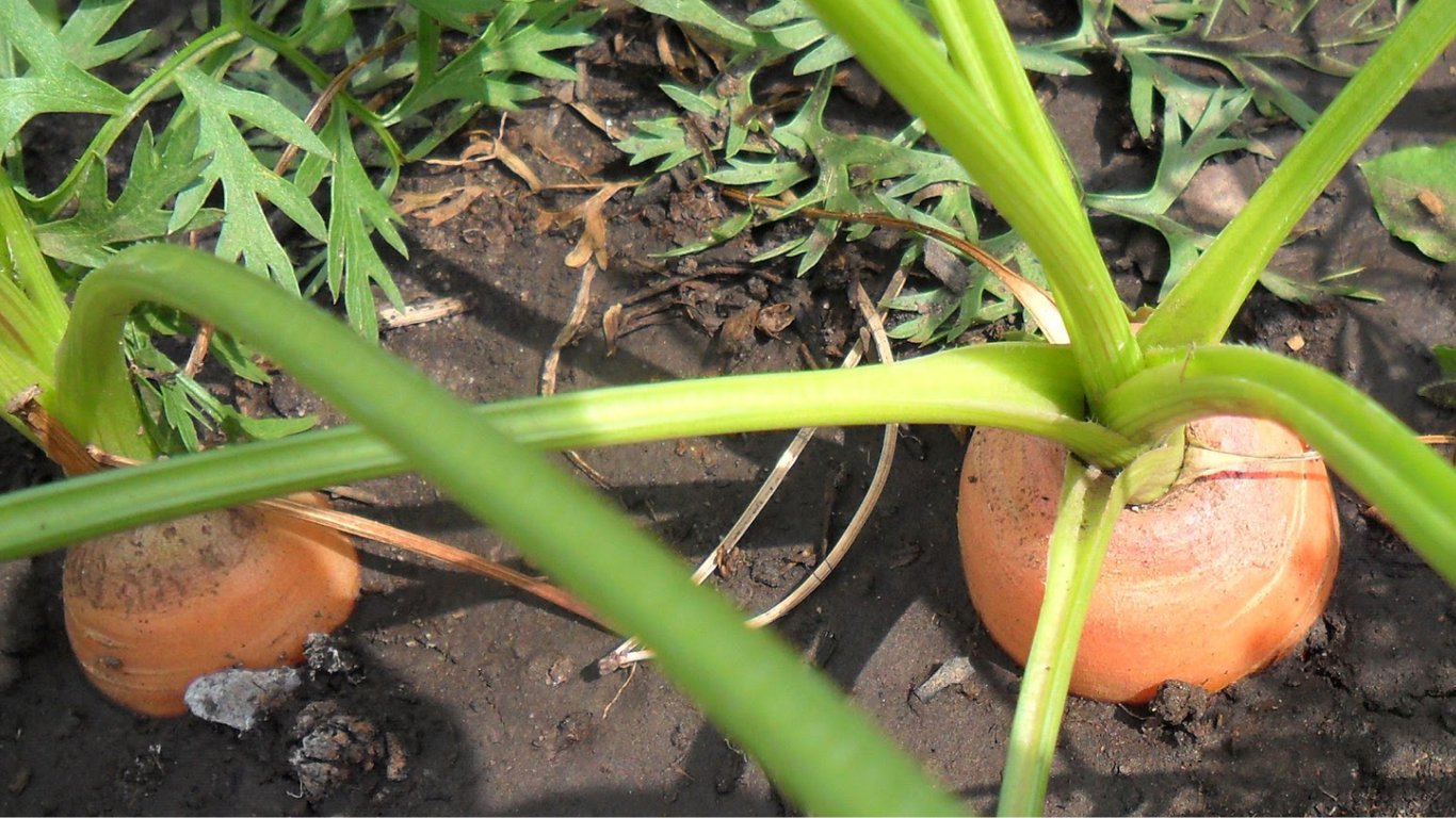 Когда следует подкармливать морковь