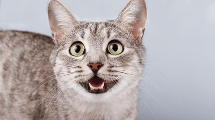 Что за мешок на животе кошки и надо ли что-то делать - 290x160