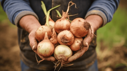Найкращі сорти озимої цибулі для великого врожаю у 2026 році - 285x160