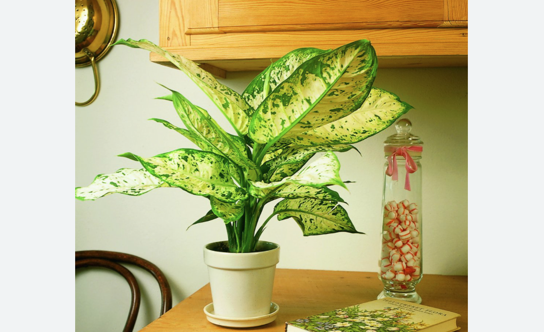 Які кімнатні рослини токсичні