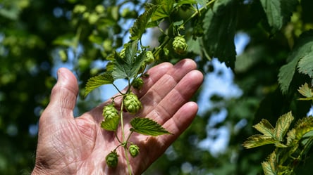Три способи, щоб назавжди позбутися дикого хмелю на городі - 285x160