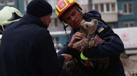 У Дніпрі з-під завалів дивом врятували маленького собаку — відео - 285x160