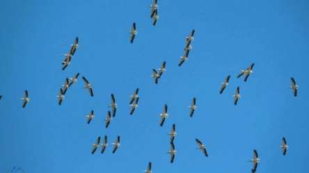 Першу зграю рожевих пеліканів помітили на Одещині — де зупинилися - 285x160