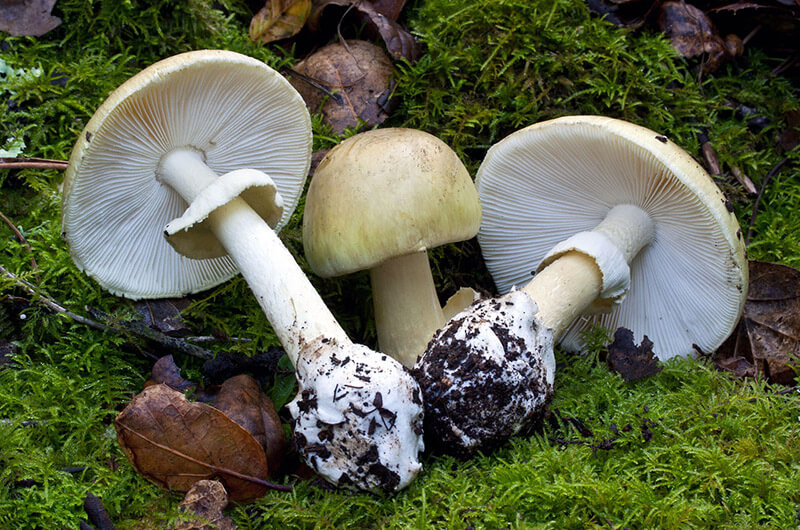 Опасная бледная поганка в лесу
