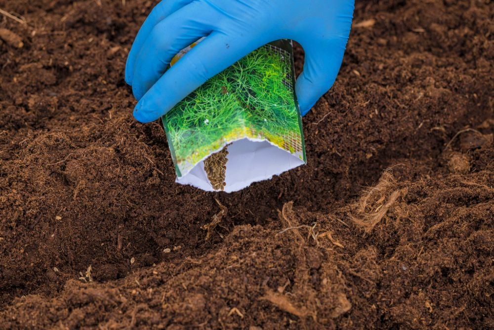 Посев семян укропа на огороде