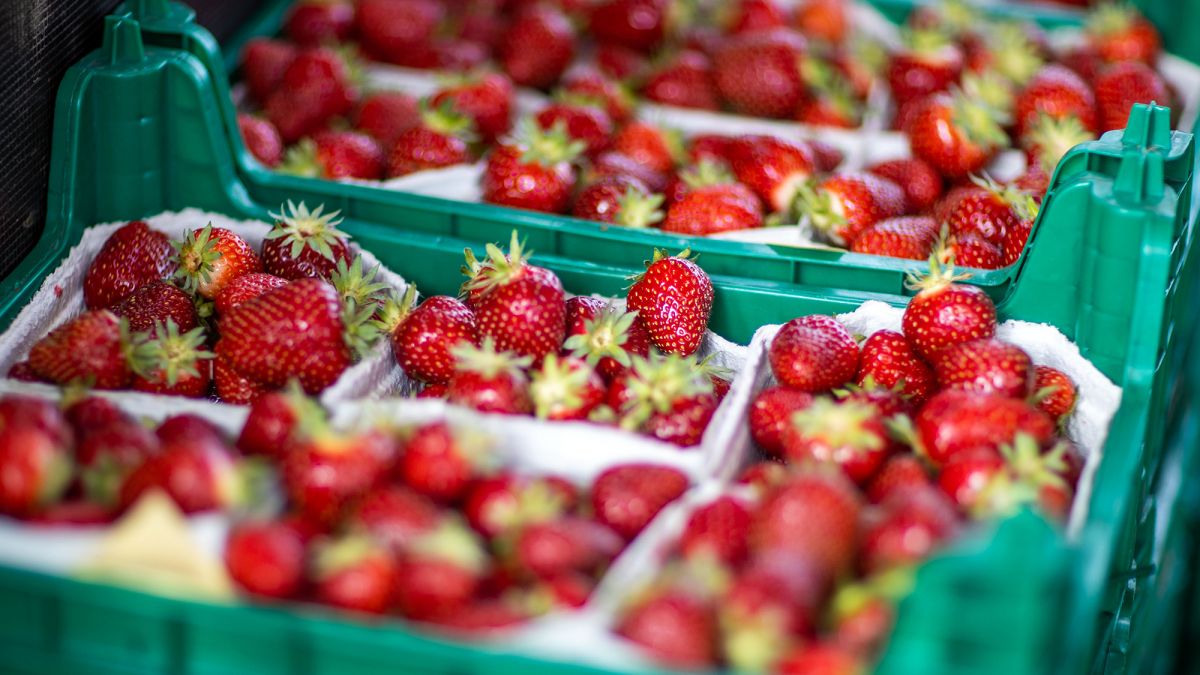 Сезон полуниці 2024: як обрати солодку ягоду