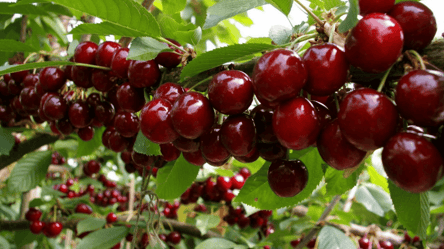 Зроби це восени — і навесні гілки черешні гнутимуться від ягід - 285x160