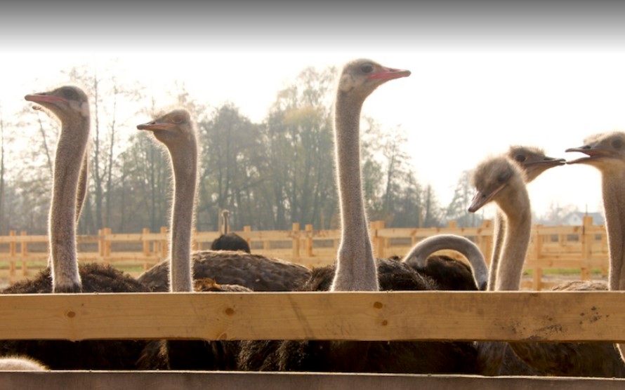 Вихідні в передмісті Києва — куди поїхати з дітьми - фото 3