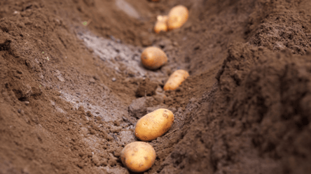 Посадіть картоплю так — зберете повні відра великого врожаю - 290x166