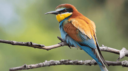 Найяскравіший птах України — де можна побачити і який вигляд має - 285x160