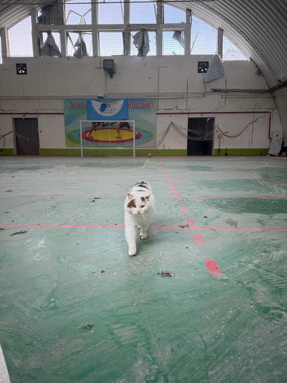 кіт у зруйнованому спорткомплексі на Харківщині