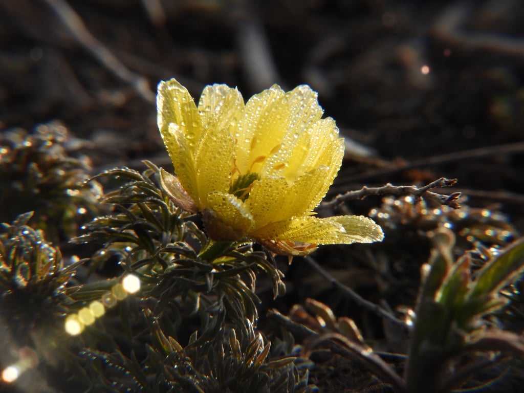 Квітка горицвіт з Червоної книги, яку помітили у Кривому Розі