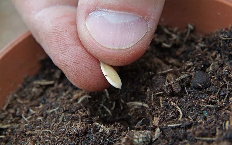 Семена дыни