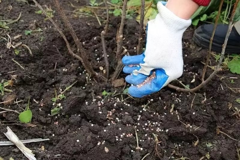 Какие удобрения выбрать осенью для кустов смородины