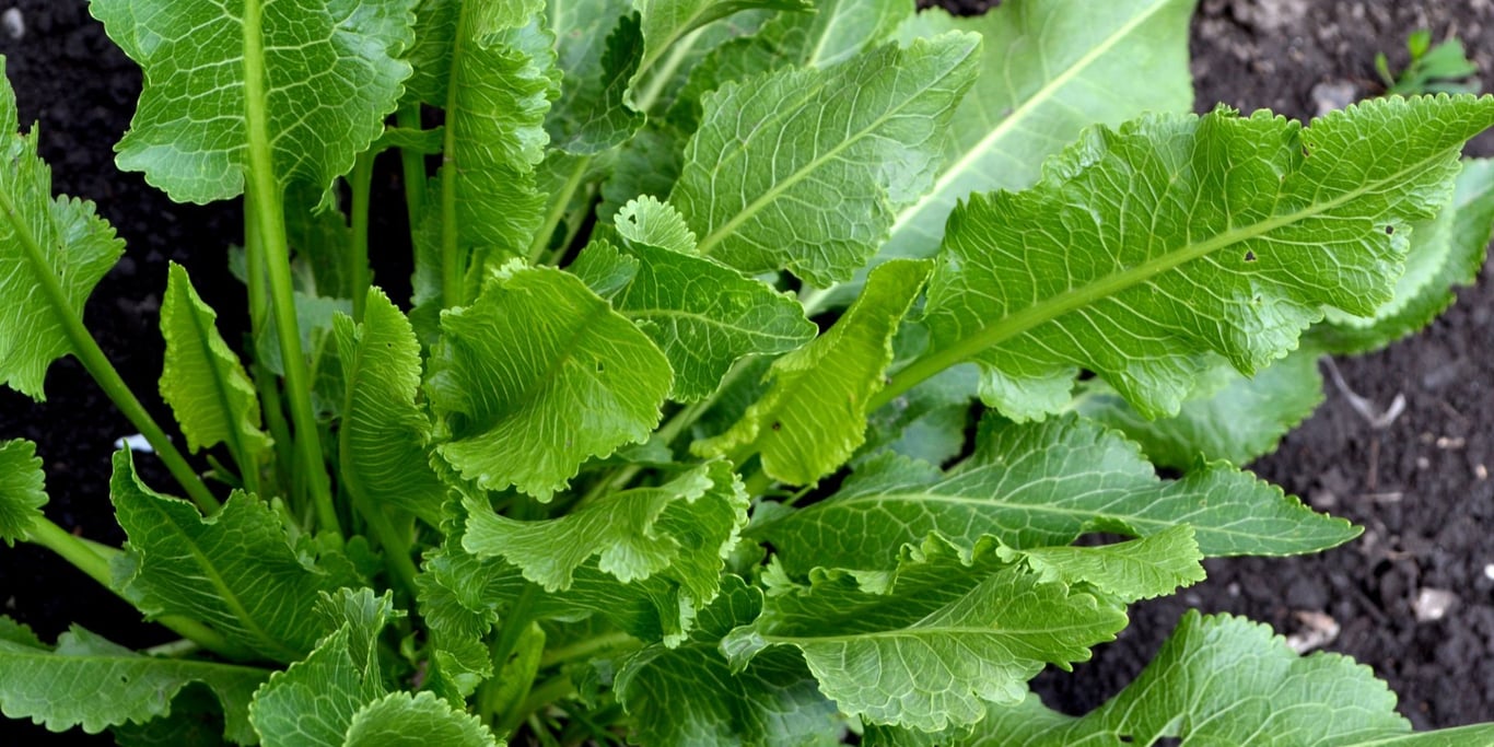 Хрін росте на городі.