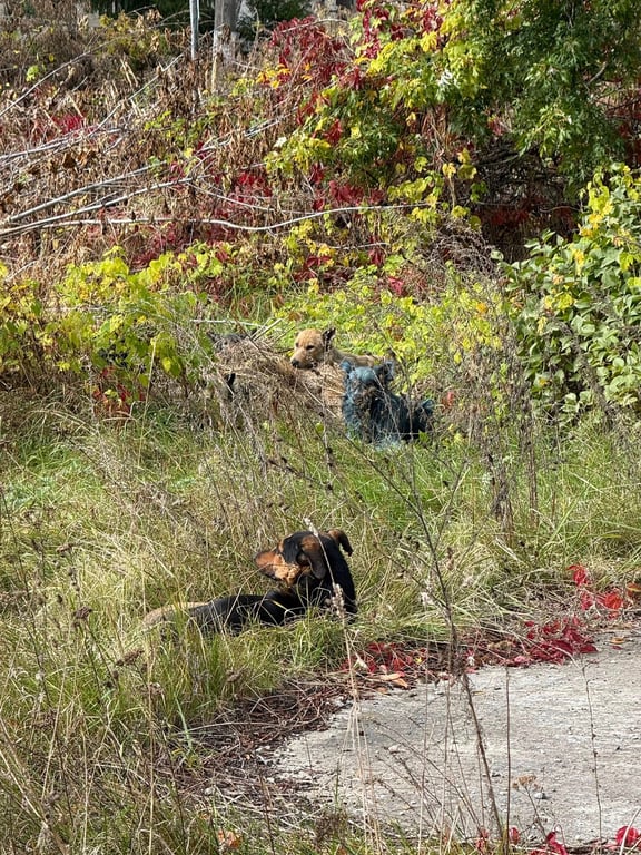Незвичайні собаки з синьою шерстю у Чорнобилі