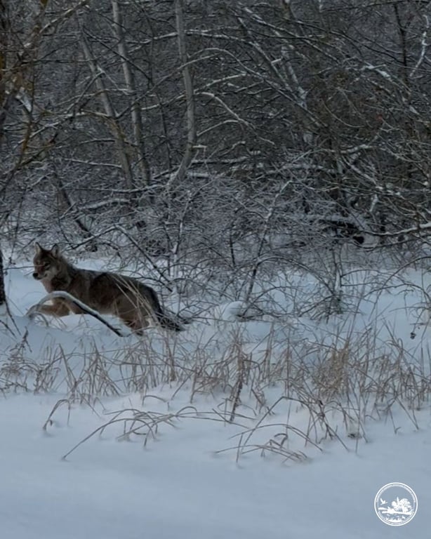Вовки в Чорнобилі фото