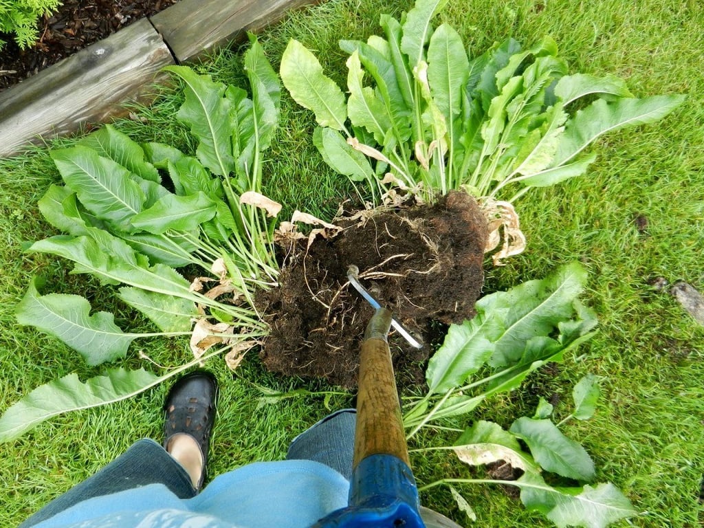 Викопаний кущ хрону разом із коренем.