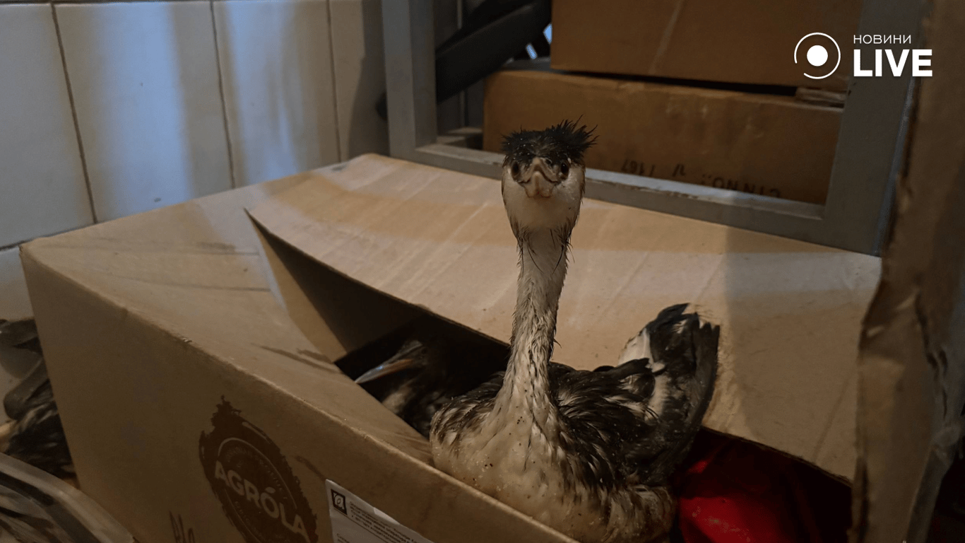 Як російський обстріл спричинив екологічну катастрофу біля Одеси - фото 2