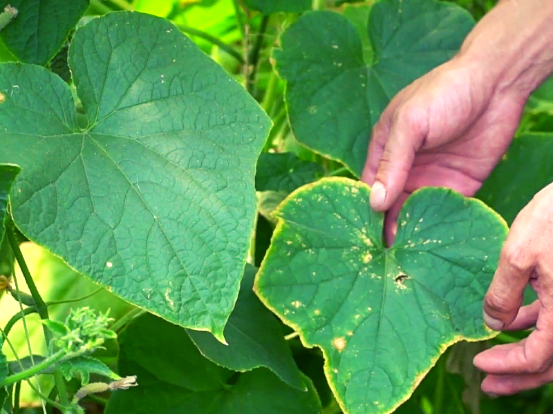 Признак, указывающий на дефицит калия в огурцах