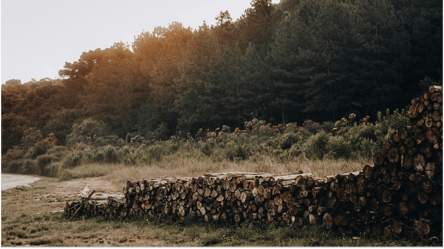 Самосев на земельных паях — можно ли рубить на дрова осенью 2025 - 285x160