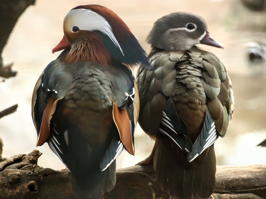 В Одесі оберуть пару року 