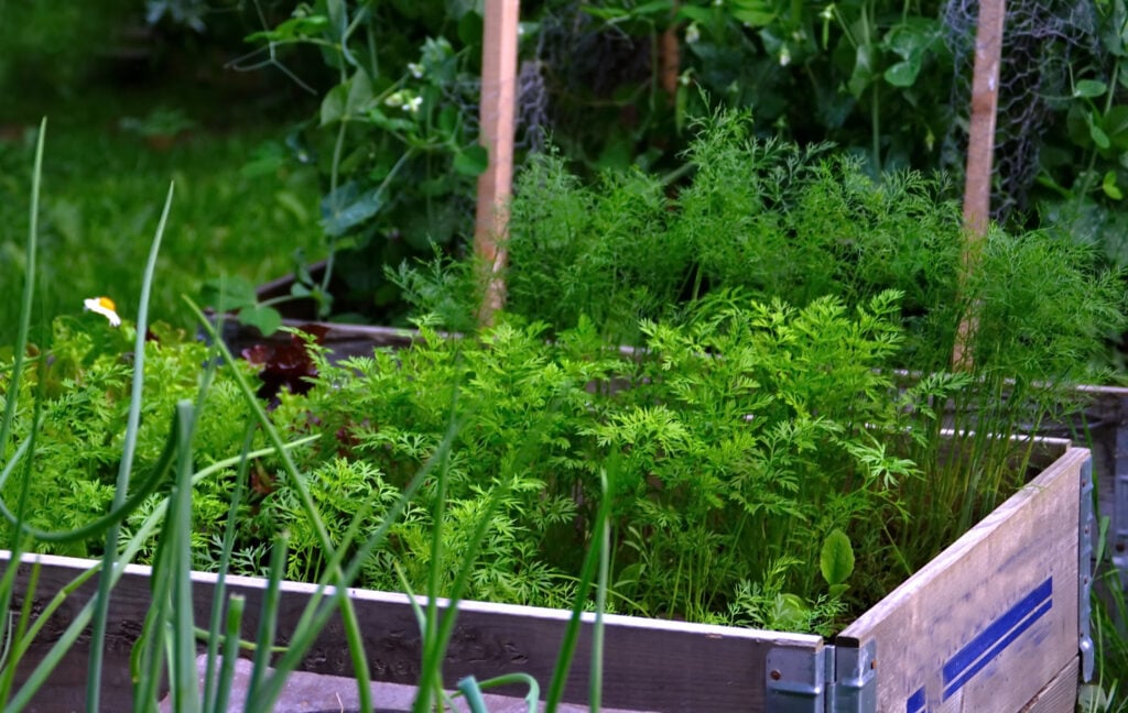 Несколько видов зелени на огороде