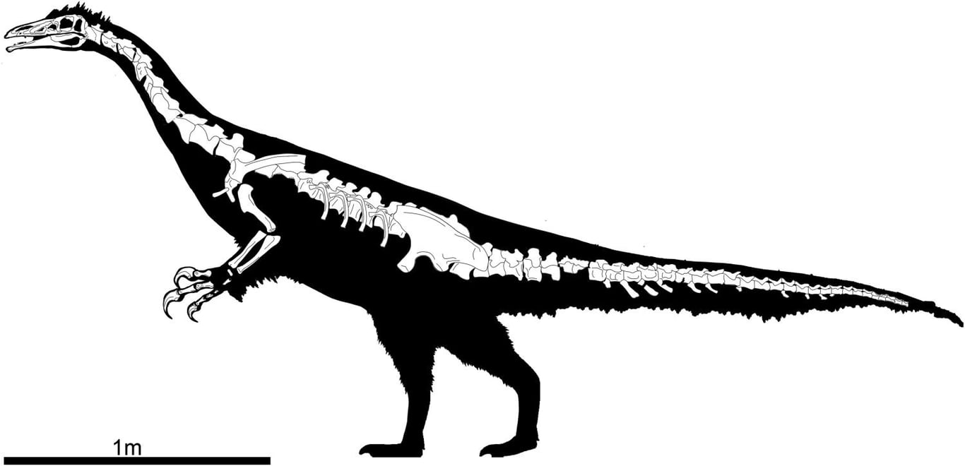 Скелетная схема нового виду динозавра Kayrasaurus changliensis