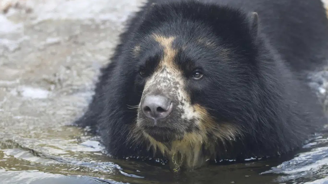 В американском Сент-Луисе медведь уже второй раз через месяц скрылся из зоопарка