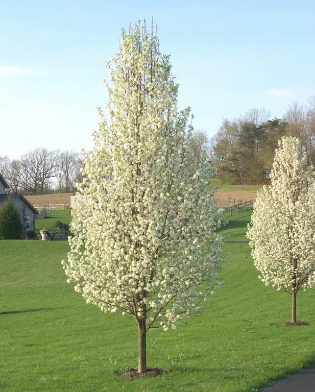 Груша "Каллери"