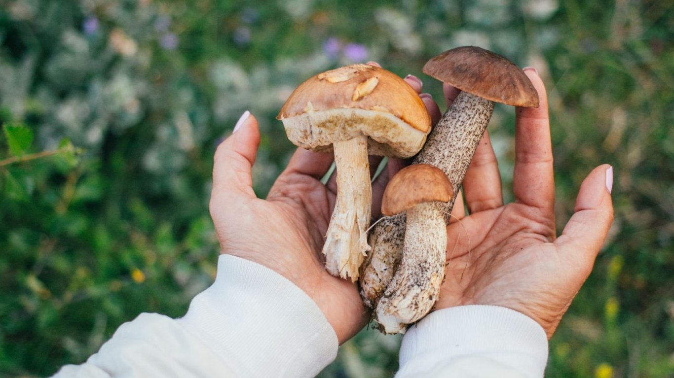 гриби не можна їсти з цими продуктами 