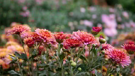 Що робити з хризантемами восени, щоб вони пережили зиму - 285x160