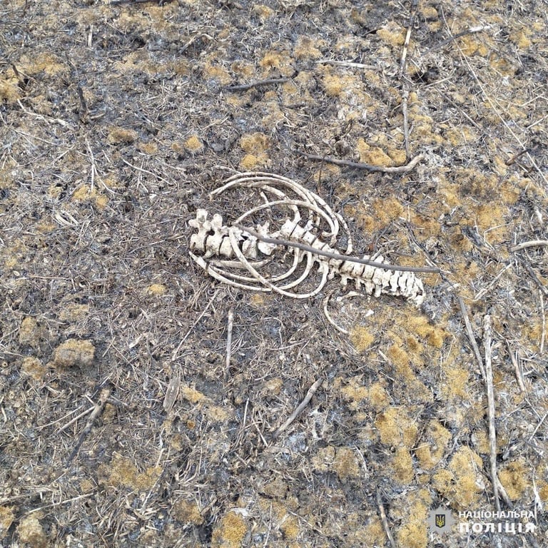 Рештки тіла знайдені на Харківщині. Фото: поліція Харківської області