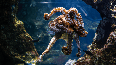 Жахаюча звичка — що роблять восьминоги, коли хвилюються - 285x160