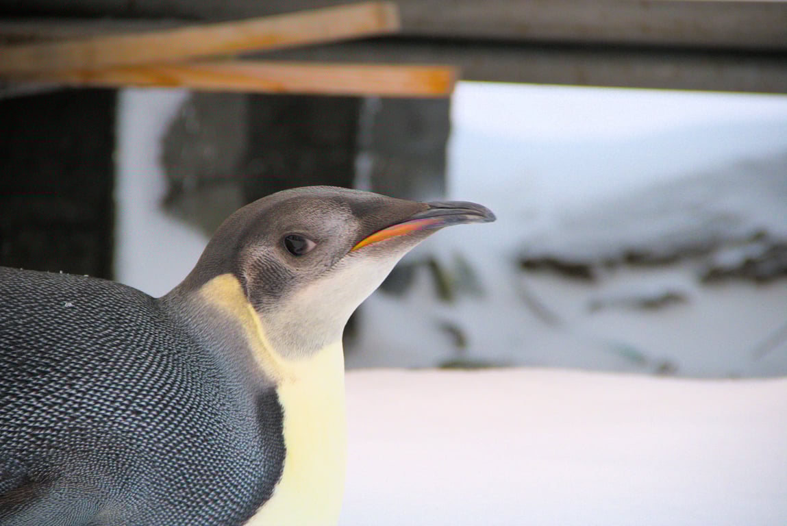Імператорський пінгвін на станції "Академік Вернадський"