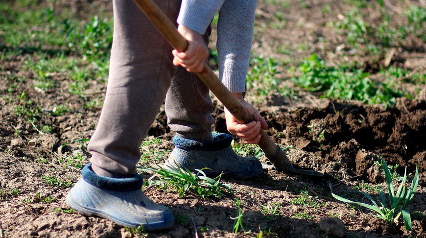 Які квіти посадити у саду під зиму