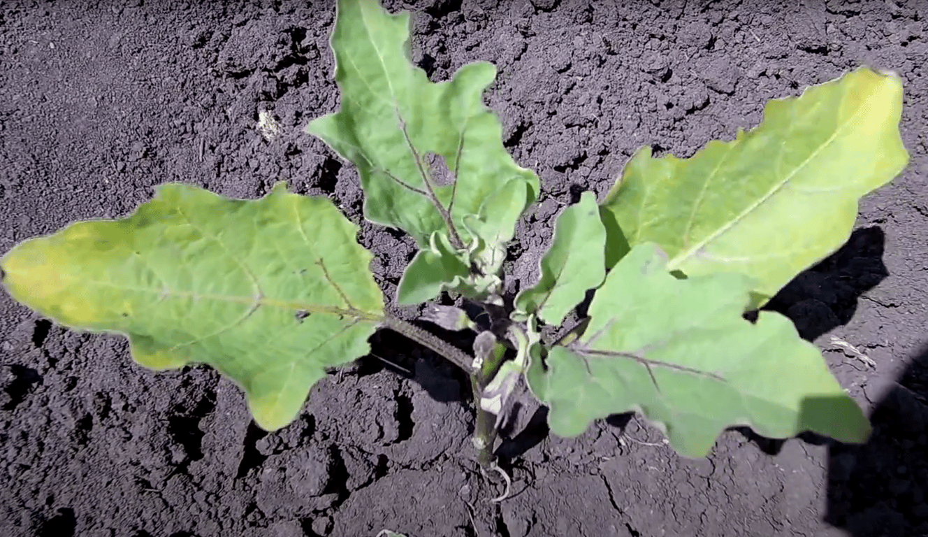 Желтые листья баклажанов