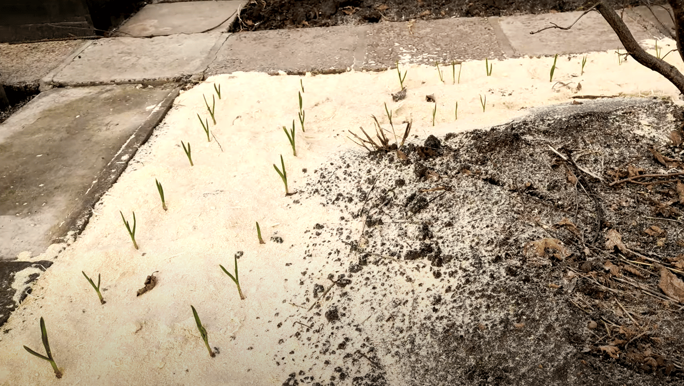 Опилки на чесноке