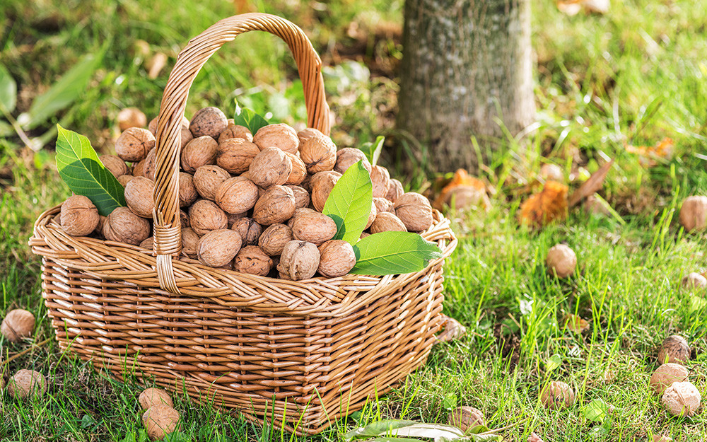 Орехи