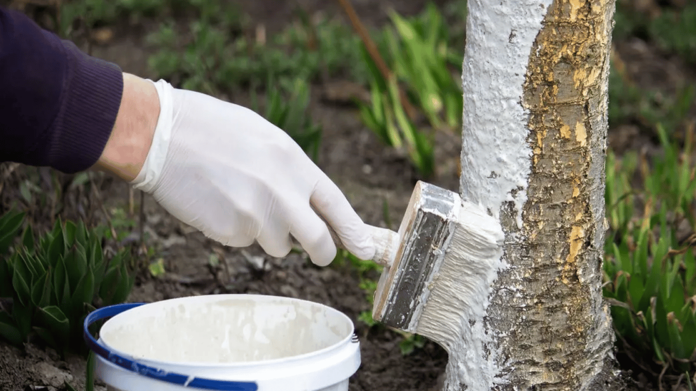 Чем побелить деревья в саду, чтобы защитить от вредителей: эффективное средство